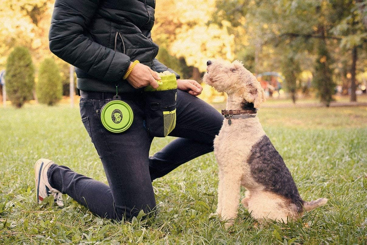 Pet Training and Walking Bundle