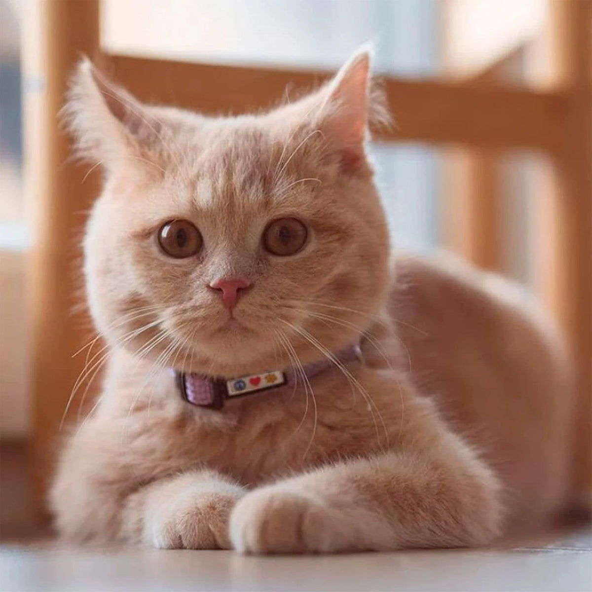 Reflective Pet Collar Bundle