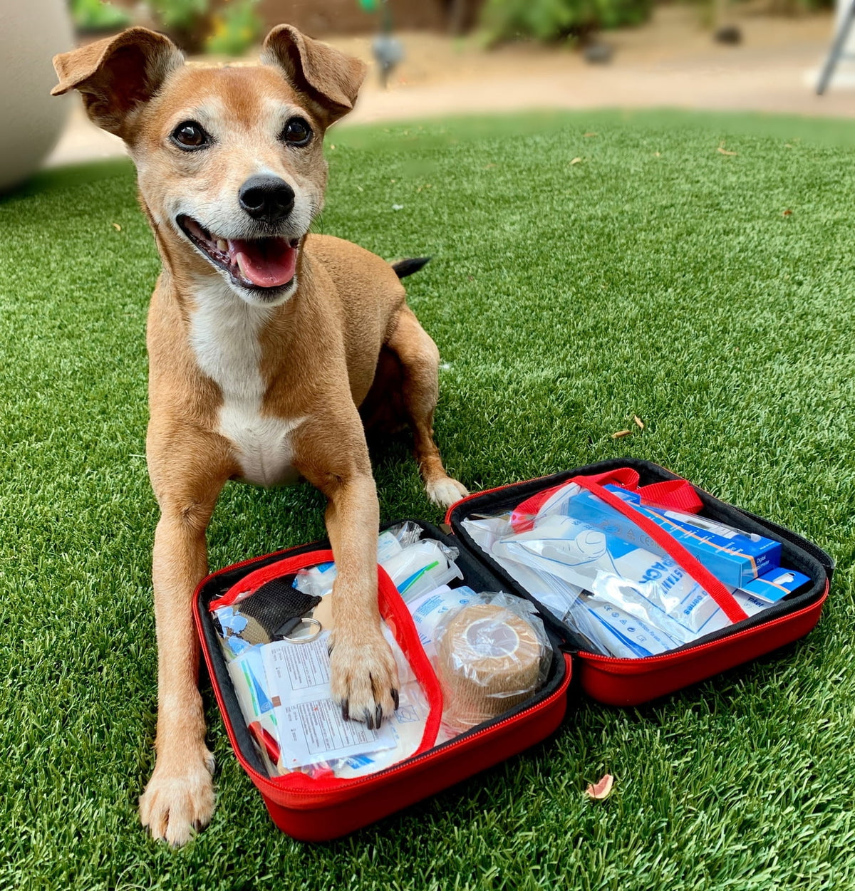 Deluxe Pet First Aid Bundle