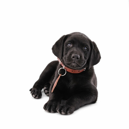 Leather Dog Collar – Classic & Designer, Handmade in the USA