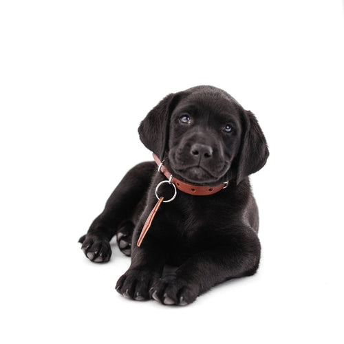 Leather Dog Collar – Classic & Designer, Handmade in the USA