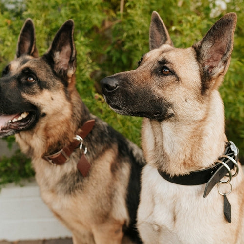 Leather Dog Collar – Classic & Designer, Handmade in the USA
