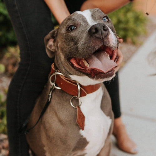 Leather Dog Collar – Classic & Designer, Handmade in the USA
