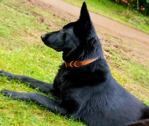 Leather Dog Collar – Classic & Designer, Handmade in the USA