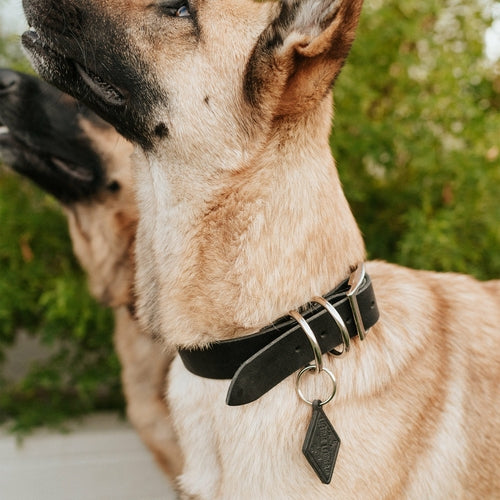 Leather Dog Collar – Classic & Designer, Handmade in the USA