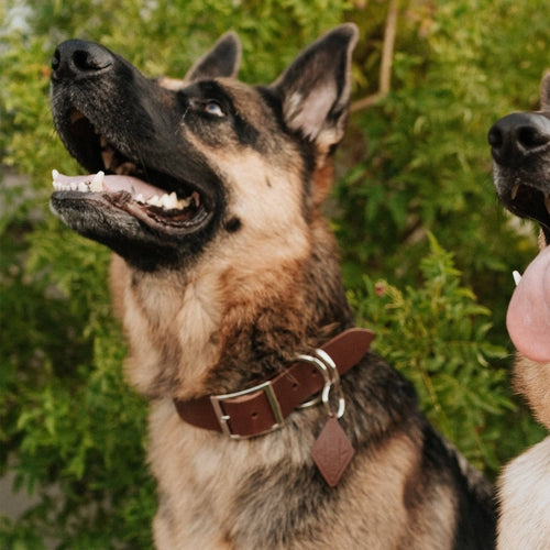 Leather Dog Collar – Classic & Designer, Handmade in the USA