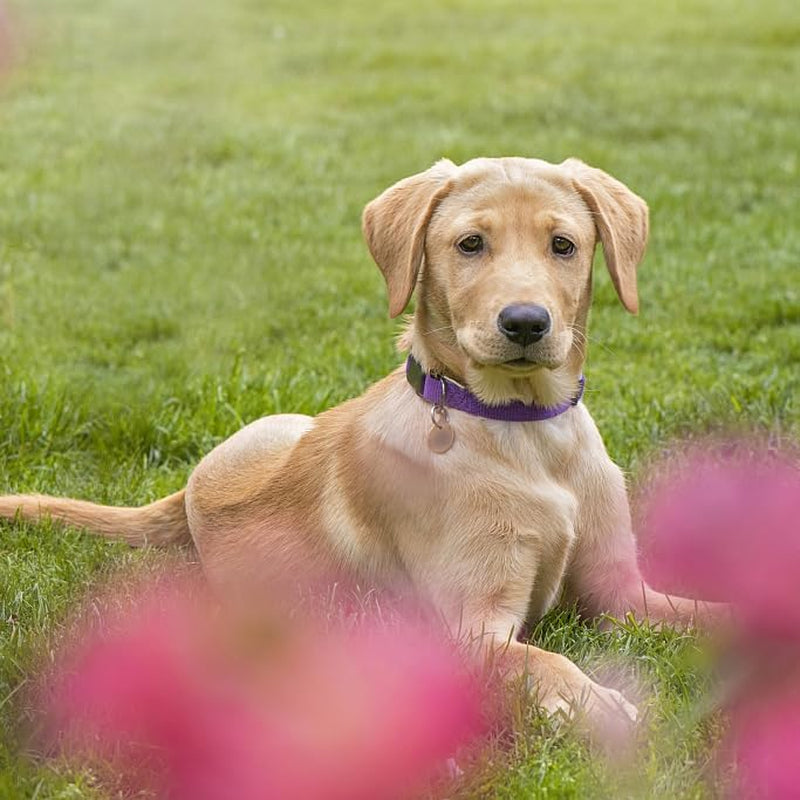 Adjustable Nylon Pet Collar